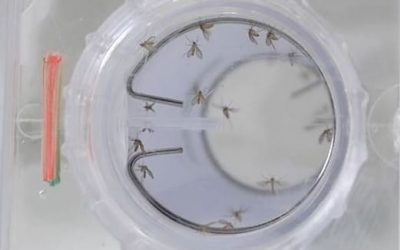 2 new SOPs for testing the susceptibility of sandflies to public health insecticides