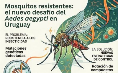 Investigadores del Instituto de Higiene detectaron alta resistencia a insecticidas en mosquitos Aedes aegypti en Uruguay